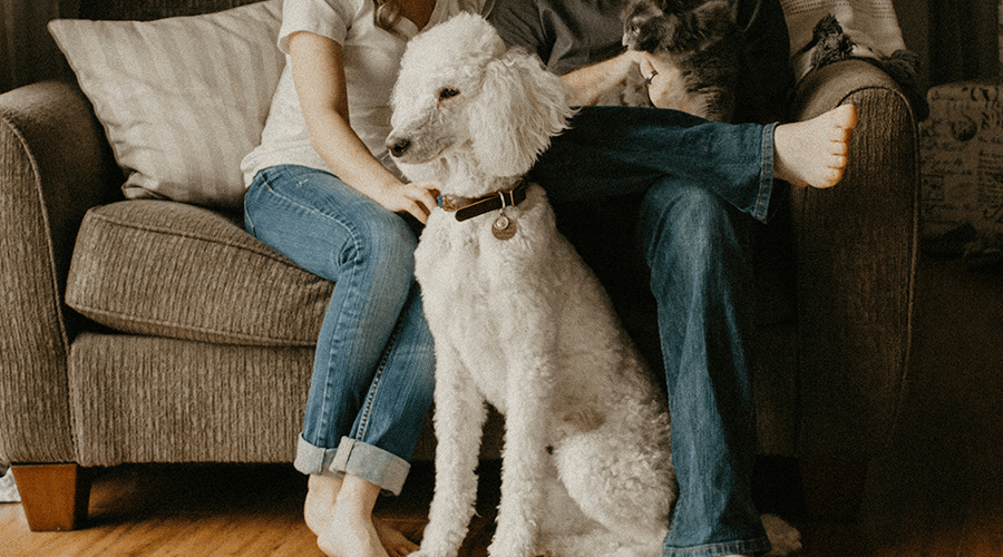A dog sitting in front of a couch